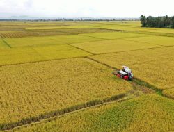 Aksi DJ Nathalie Holscher di Sidrap Kontras dengan Realitas Ekonomi Petani Lokal