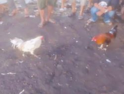 Judi Sabung Ayam di Tajong Resahkan Warga, Kapolsek: Kami Akan Tindak Tegas
