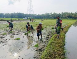 TNI Bantu Petani, Anggota Koramil 1407-12/Cina Dampingi Penanaman Padi di Desa Awo