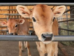 Bone Terima 70 Bibit Sapi dari Kementan, Masuk Lima Kabupaten Prioritas Nasional