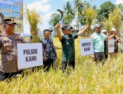 Bupati Bone dan Syngenta Gelar Panen Raya Padi di Kahu, Tekankan Infrastruktur dan Produktivitas Petani